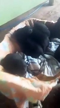 Idosa resgata sete cachorrinhos que foram abanados na chuva, em Tapira