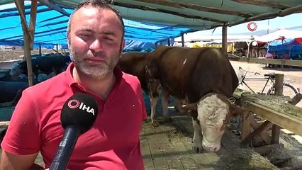 Tokat’ta, 1.4 tonluk ‘Şampiyon’ pazarın gözdesi
