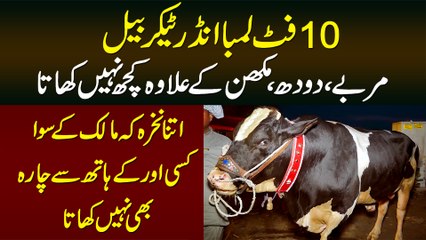 10 Foot Lamba Undertaker Bail - Murabba, Doodh Aur Makhan Ke Ilawa Kuch Nahi Khata