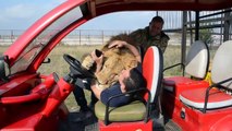 Un gros lion très calin grimpe dans une voiture