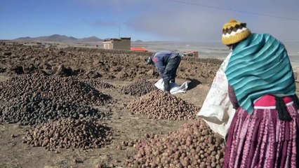 تقنية "تشونيو" تحفظ البطاطا لسنوات طويلة في منطقة جبال الأنديس