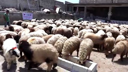 HATAY - İHH Suriye'de dağıtılacak kurbanlıkların alımını tamamladı