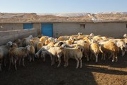 Aksaray Valiliği, koyunları telef olan üreticiyi sevindirdi