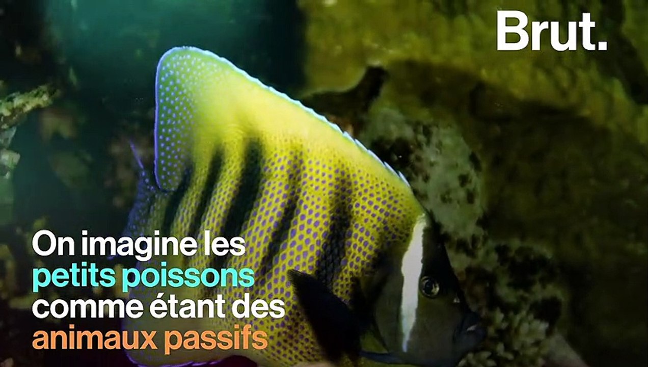 Comment les poissons archers chassent