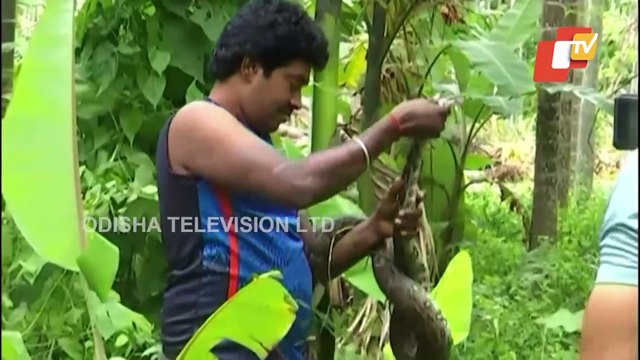 Reptile Experts Rescue Several Snakes From Shivamogga District In Karnataka This Monsoon