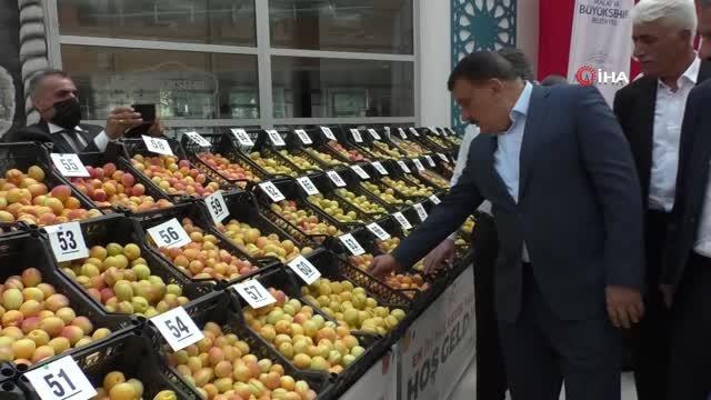 'En iyi yaş kayısı' yarışması yapıldı