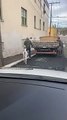 Bode é flagrado atravessando rua na faixa de pedestres em Florianópolis