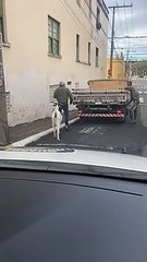 Bode é flagrado atravessando rua na faixa de pedestres em Florianópolis