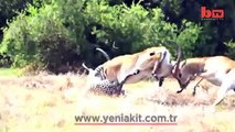 İmpala ve leoparın ölümüne mücadelesi