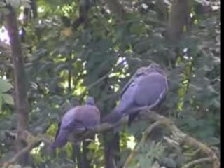 Mes deux gibiers préférés