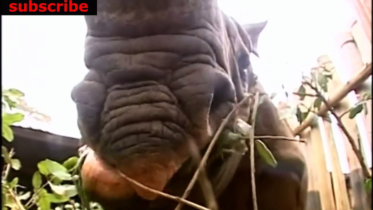 animais  vida  selvagem  natureza /  documentary wildlife animals nature  / animales fauna silvestre lnaturaleza.