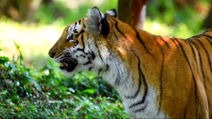 Download Video: animais  vida  selvagem  natureza /  documentary wildlife animals nature  / animales fauna silvestre lnaturaleza.