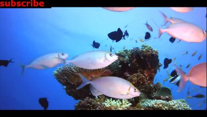 animais  vida  selvagem  natureza /  documentary wildlife animals nature  / animales fauna silvestre lnaturaleza.