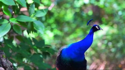 animais  vida  selvagem  natureza /  documentary wildlife animals nature  / animales fauna silvestre lnaturaleza