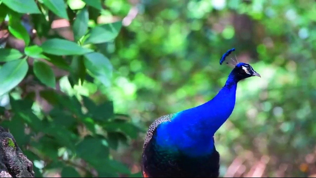animais  vida  selvagem  natureza /  documentary wildlife animals nature  / animales fauna silvestre lnaturaleza