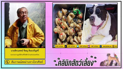 ของต้องห้ามภายในบ้าน อาจจะเป็นอันตรายต่อสัตว์เลี้ยง : FM91 คลินิกสัตว์เลี้ยง : 5 ธันวาคม 2563