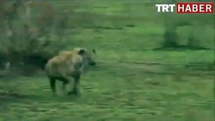 Şanslı antilop, çita ve sırtlanın elinden böyle kurtuldu