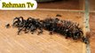 An easy way to get rid of moths and flies out of the house that you will be amazed to سی || Rehman Tv