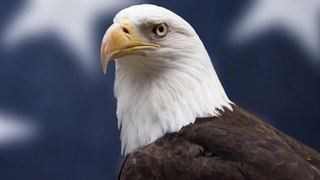 Bald Eagle symbol of the United States of America [ Águila Calva símbolo de los Estados Unidos de América