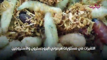 تفسير حلم الدود في المنام