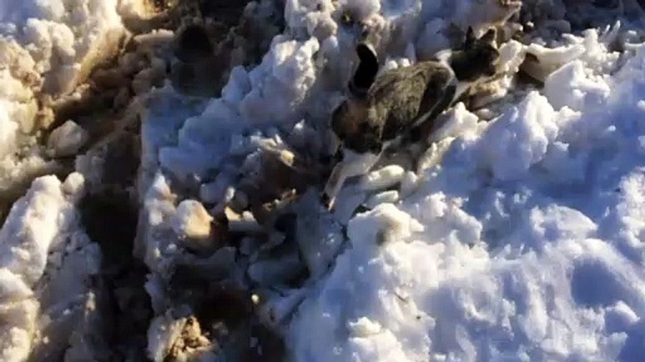 Cat wondering what to do on snow
