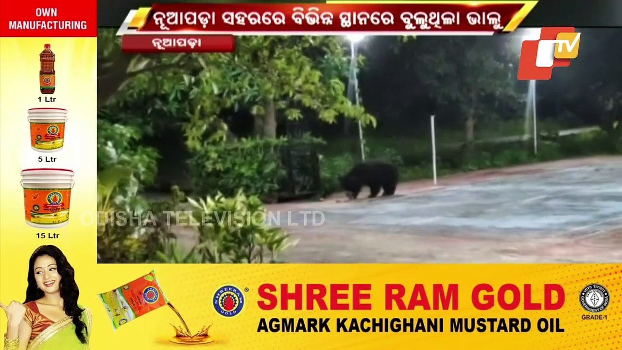 Bear That Strayed Into Nuapada Town Trapped By Admin