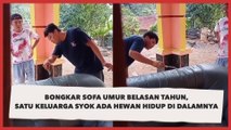 Bongkar Sofa Umur Belasan Tahun, Satu Keluarga Syok Ada Hewan Hidup di Dalamnya