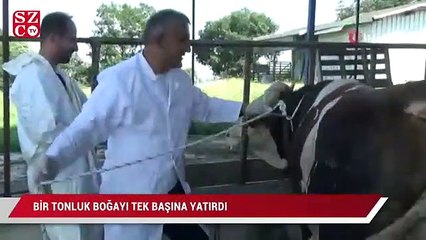1 tonluk huysuz boğayı tek başına yatırdı