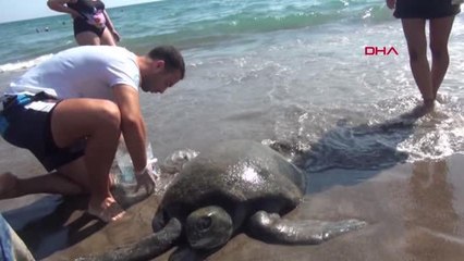 YARALI VE BİTKİN HALDE KIYIYA VURAN YEŞİL DENİZ KAPLUMBAĞASI TEDAVİYE ALINDI