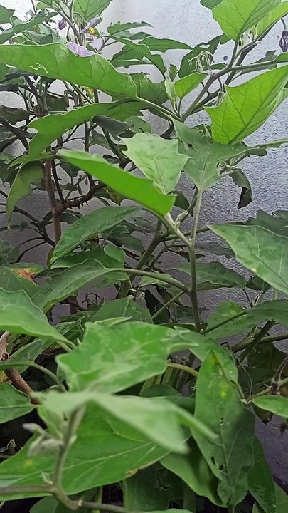 Egg plant