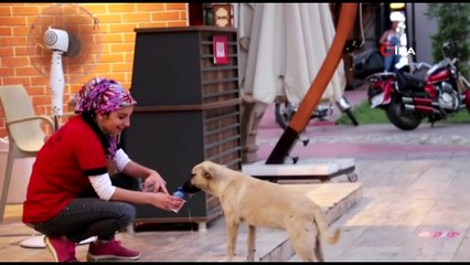 Susuz kalan köpeğe su içiren belediye personeli yürekleri ısıttı