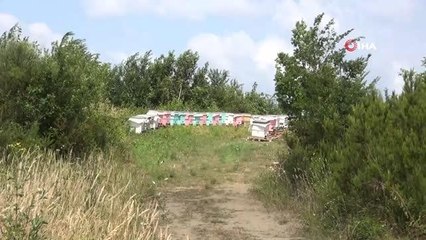 Kestane balı hasadı başlandı