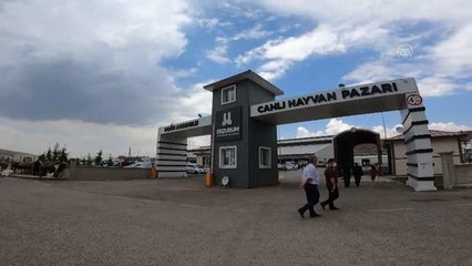 Canlı hayvan pazarında hareketlilik arttı