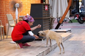 Susuz kalan köpeğe su içiren belediye personeli yürekleri ısıttı