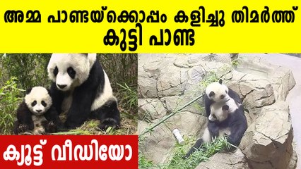 അമ്മയുടെ കഴുത്തിലേറി കുഞ്ഞു പാണ്ടയുടെ അഭ്യാസം | Oneindia Malayalam
