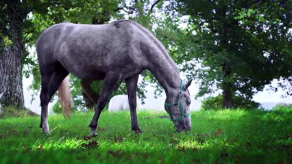 Exceptional Animals Collection - Wildlife and Nature with Music 1
