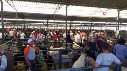 ‘Başkan’ boğa 1.4 ton ağırlığı ile hayvan pazarının şampiyonu