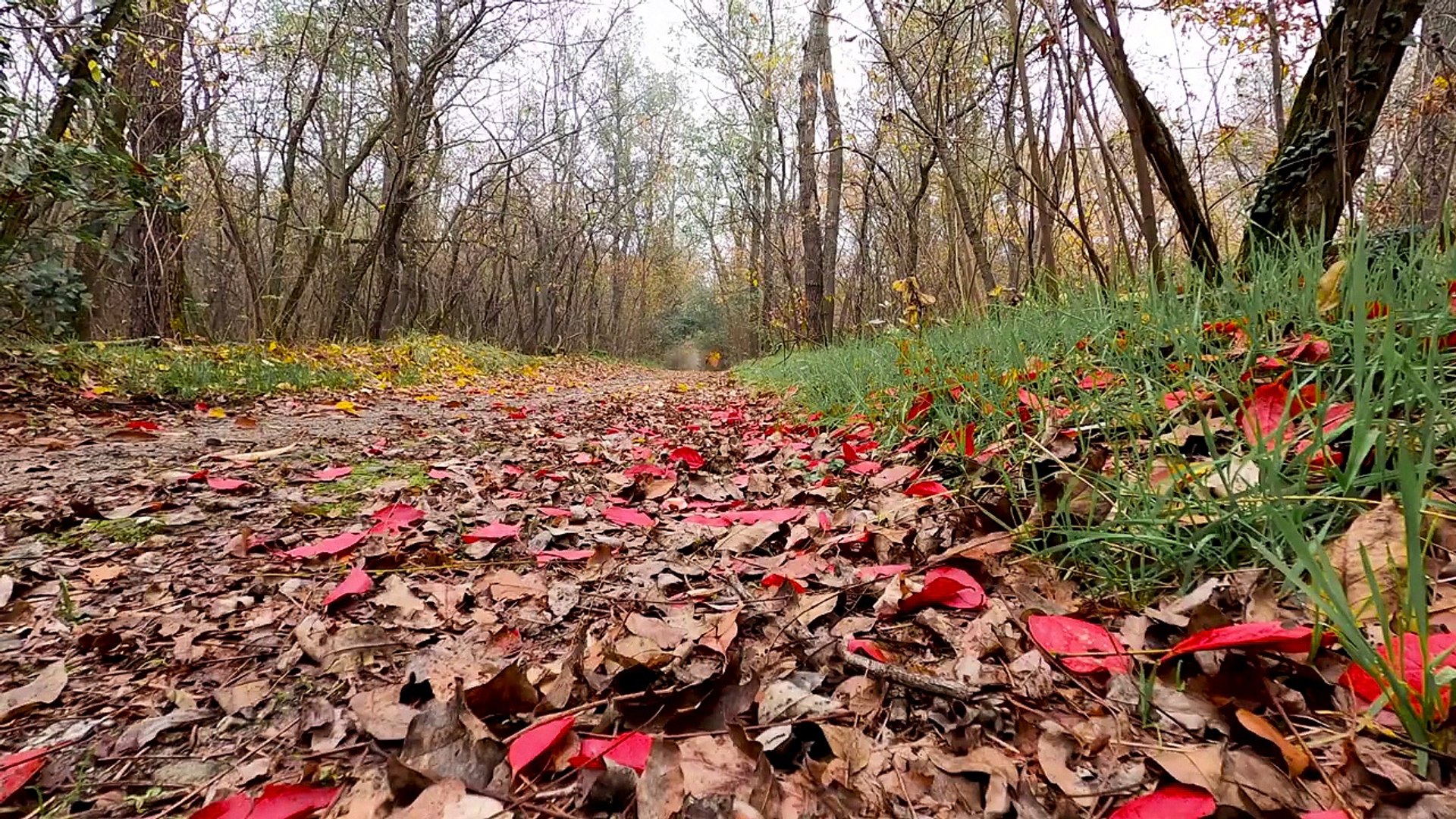 Relaxation Music-Meditation Music