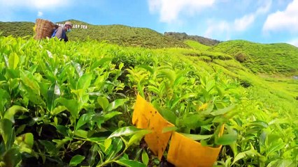 المزارعون يعانون الأمرّين في ماليزيا بسبب تداعيات كورونا