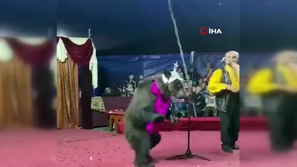 - Rusya'da sirkte gösteri yapan ayı terbiyecisine saldırdı