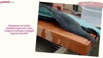 Dünyanın en nadir balıklarından biri olan Lingcod turkuaz rengiyle hayran bıraktı!