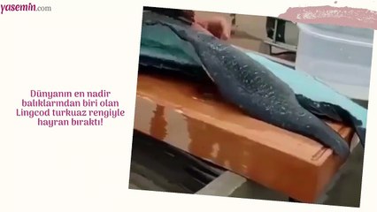 Dünyanın en nadir balıklarından biri olan Lingcod turkuaz rengiyle hayran bıraktı!