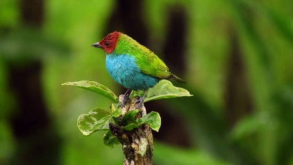 Possibly the Most Beautiful Colored Bird Ever