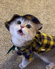 Mewu mewu cat Sounds cute cats videos 4k videos
