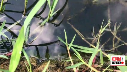 Riva Deresi’ndeki kirlilik sürüyor