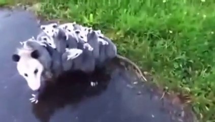 Mommy Opossum Carries 15 Babies