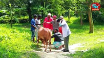 Eid Natok 2021 - Hamba Qurbani - Akhomo Hasan - Orin - Bangla Natok 2021