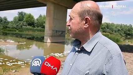 Kızılırmak'taki balık ölümlerinin sebebi belli oldu