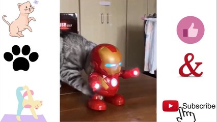 Cute cat videos | Baby Cats - Cute and Funny Cat Videos Compilation 2021