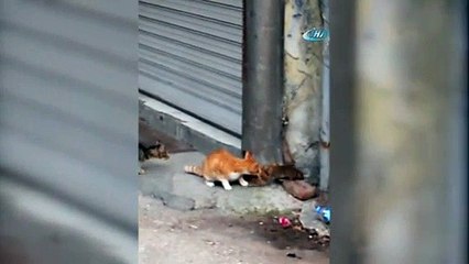 Fare, avcı kedilerle dalga geçti